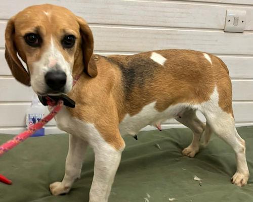 Free Press Series: Brecon - three years old, female, Beagle. Brecon is a very friendly girl who is so gentle and would love to find a family to call her own. She has never experienced much of the world before and so will need another kind dog in her new home to help her